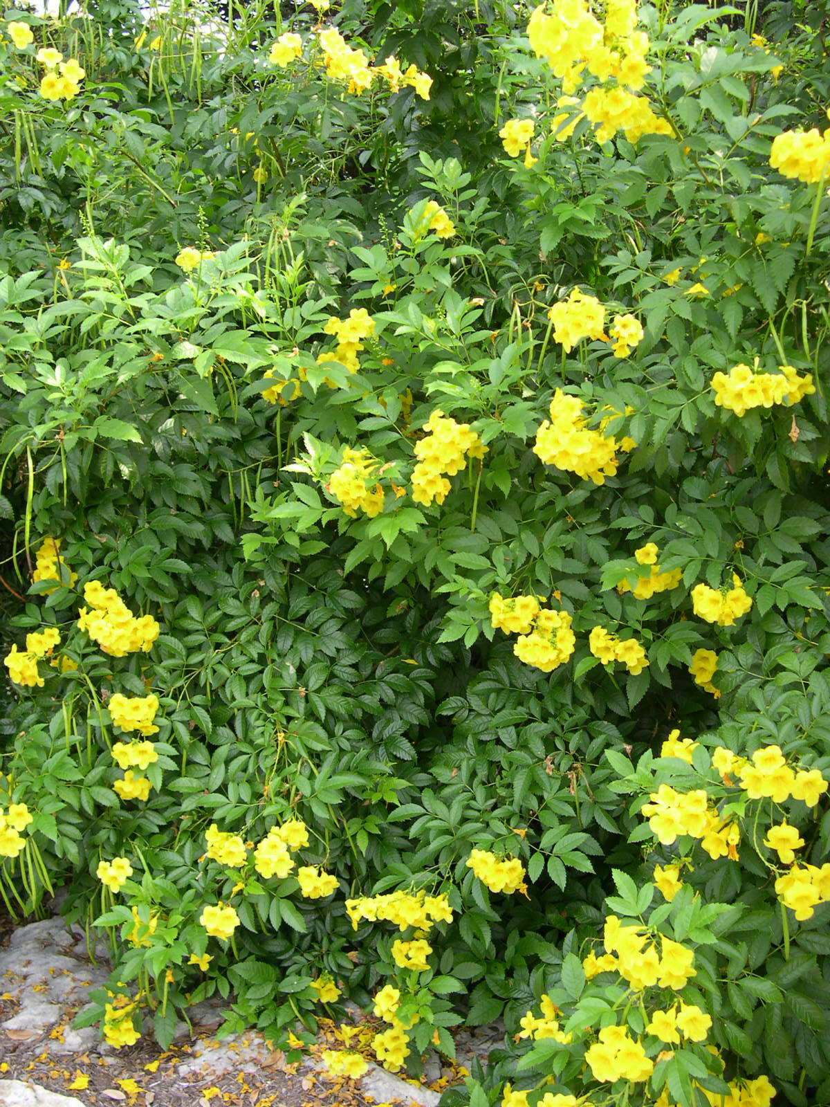 tecoma stans smithii yellow bells utexas edu plant sbs trumpet plants flower bio medicinal esperanza bio406d big shrubs visit taxonomy